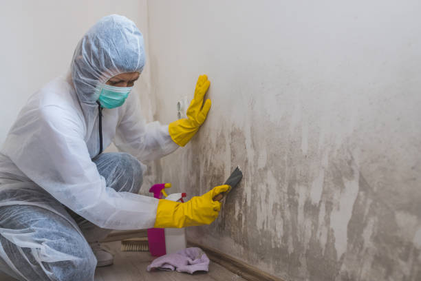 Best Bathroom Mold Remediation in Lagrange, OH