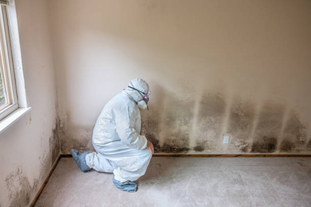 Best Post-Flood Mold Remediation in Lagrange, OH