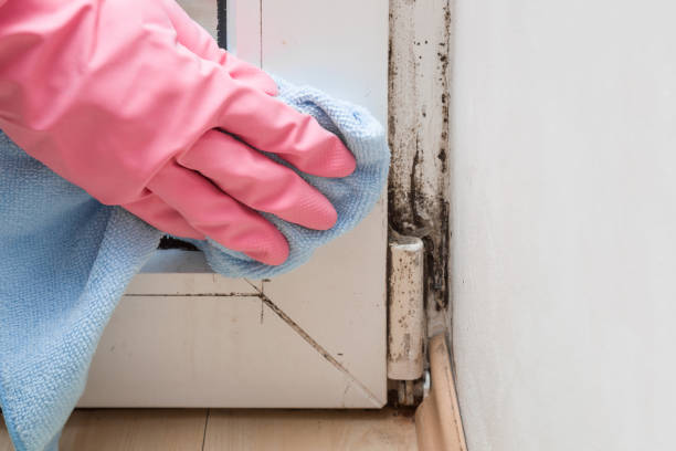Best Residential Mold Remediation in Lagrange, OH
