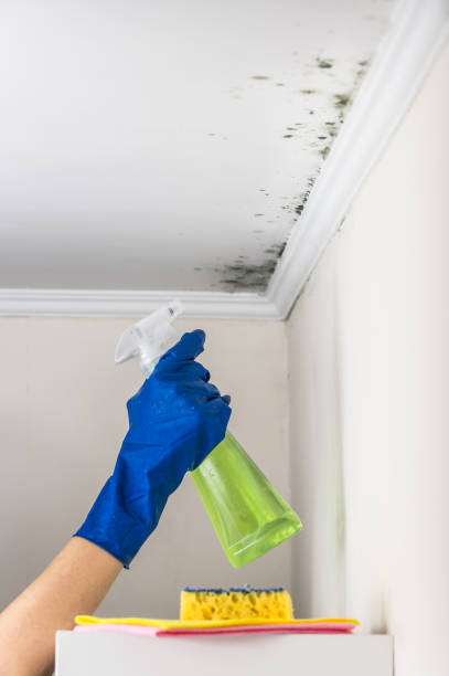 Best Commercial Mold Remediation in Lagrange, OH