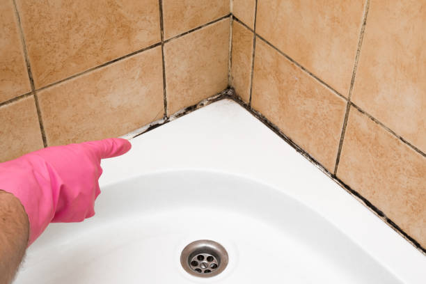 Best Basement Mold Remediation in Lagrange, OH
